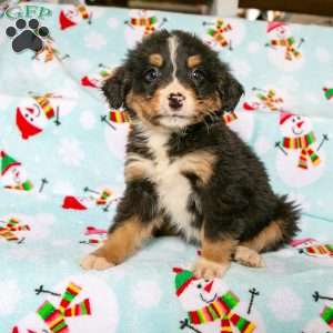 Ruby, Bernedoodle Puppy